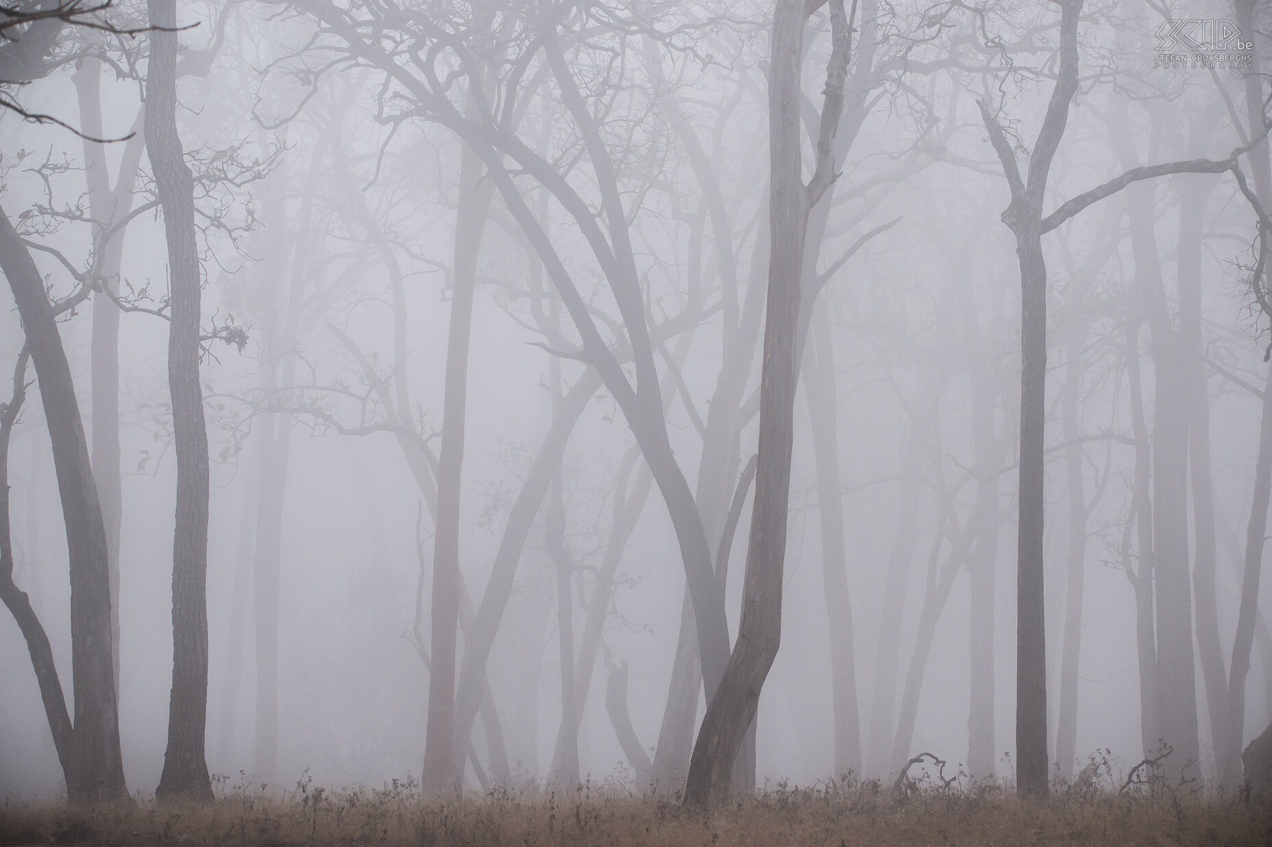 Kabini - Mist Wij trokken naar de wouden van Kabini in februari in het droge seizoen wanneer de bomen geen groene bladeren meer hebben en er 's morgensvroeg soms dikke mist hangt. Stefan Cruysberghs